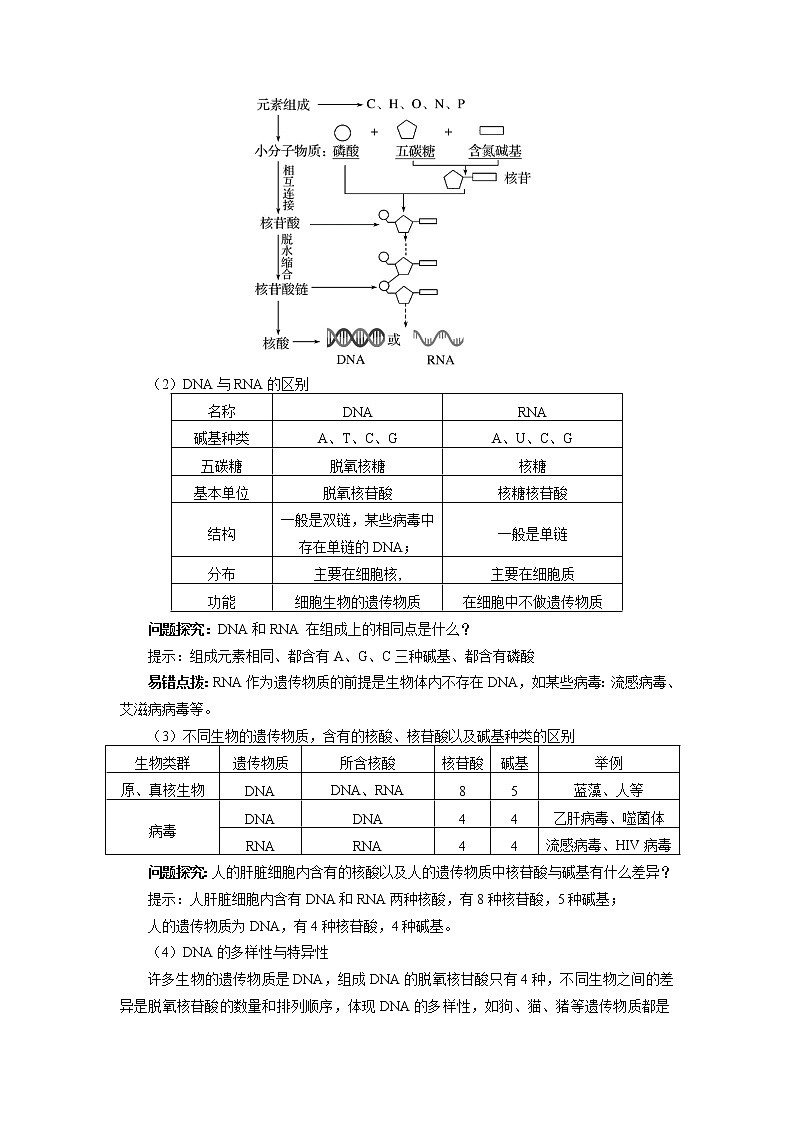 2020-2021学年高一上学期生物人教版（2019）必修一核酸 学案02