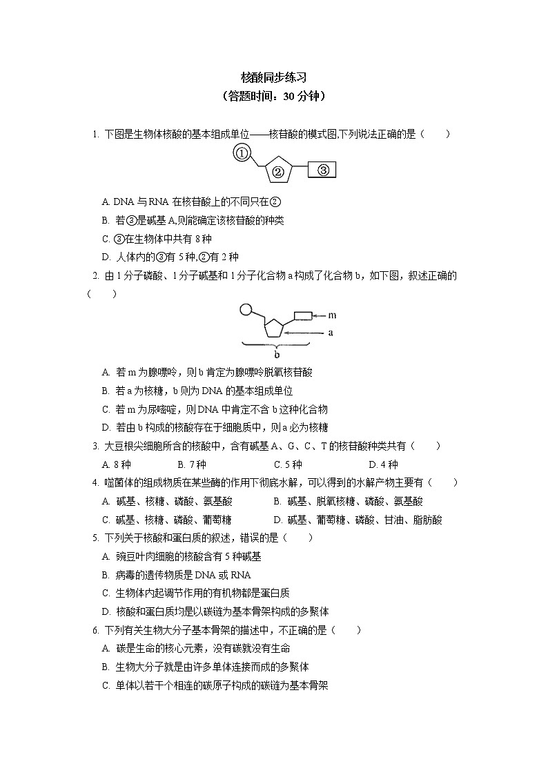 2020-2021学年高一上学期生物人教版（2019）必修一核酸同步练习01