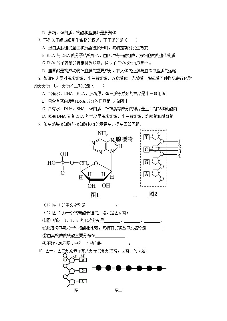 2020-2021学年高一上学期生物人教版（2019）必修一核酸同步练习02