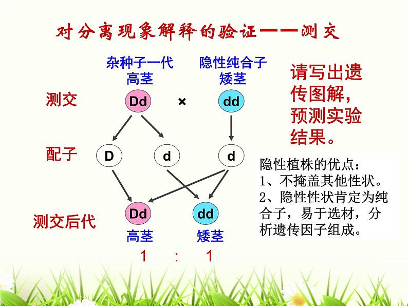 人教版高中生物必修二：孟德尔豌豆杂交实验一课件05