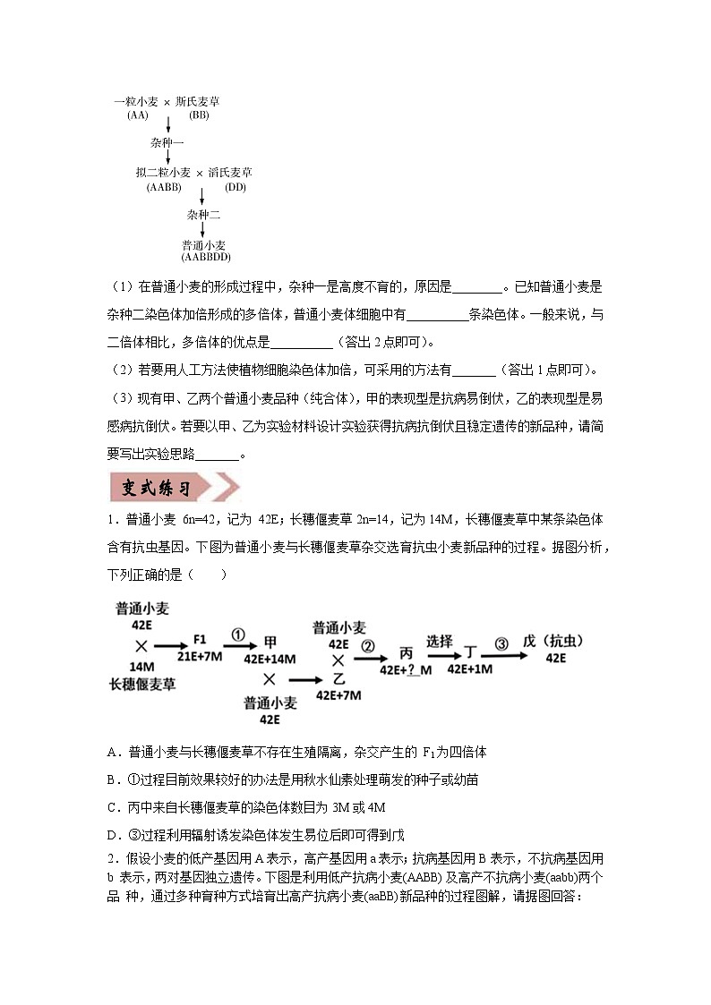 备战2021年高考生物一轮复习 易错点08 生物的变异和育种 试卷03