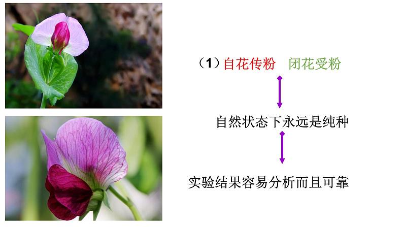 高中生物必修二第一章第一节 孟德尔的豌豆杂交实验（一）课件第7页