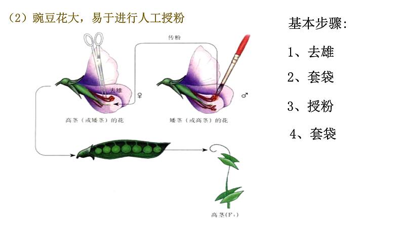 高中生物必修二第一章第一节 孟德尔的豌豆杂交实验（一）课件第8页