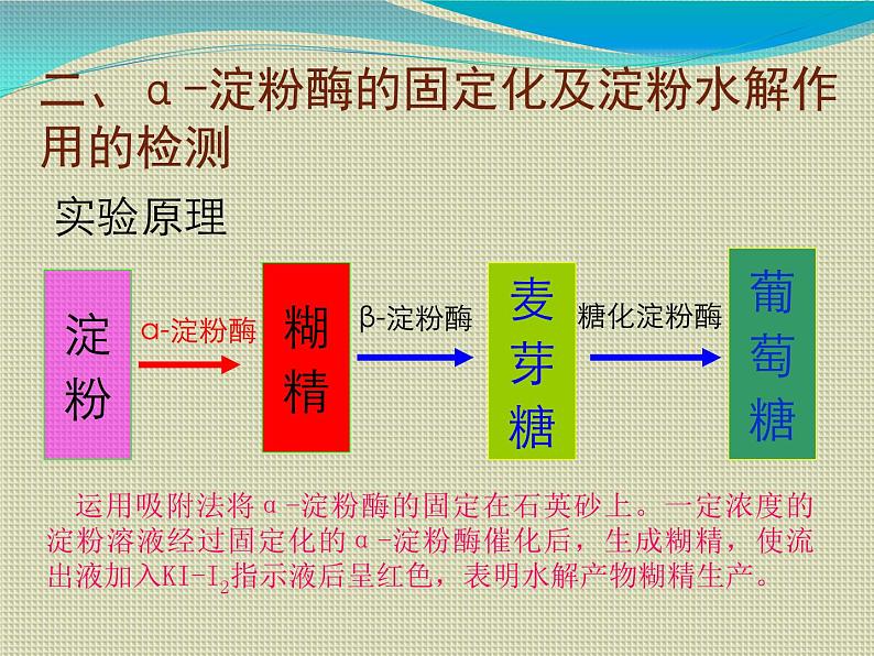 生物：第二部分《实验六 α-淀粉酶的固定化及淀粉水解作用的检测》课件14（浙科版选修1）06