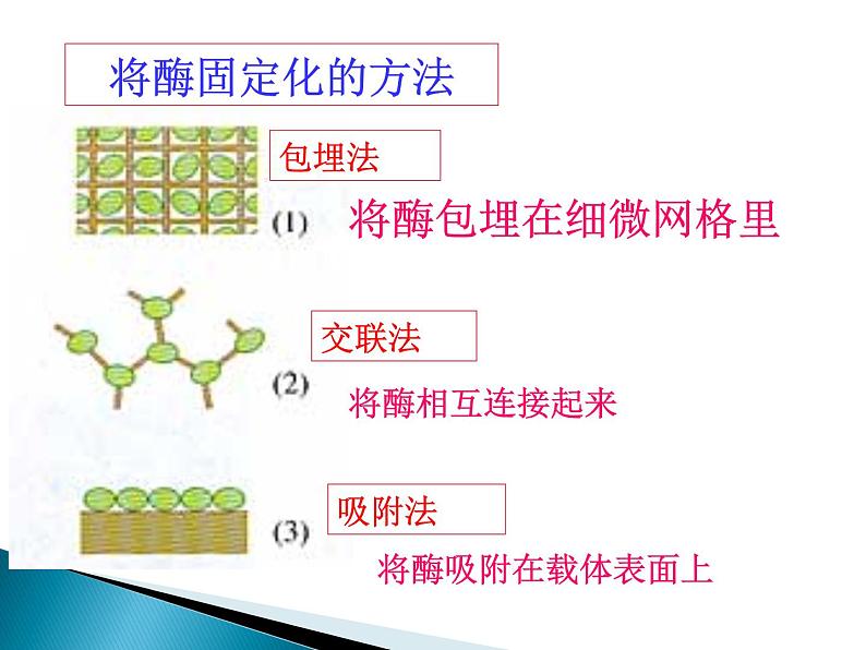 生物：第二部分《实验六 α-淀粉酶的固定化及淀粉水解作用的检测》课件6（浙科版选修1）04