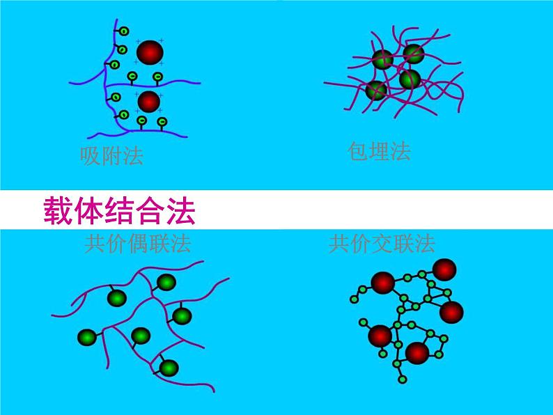 生物：第二部分《实验六 α-淀粉酶的固定化及淀粉水解作用的检测》课件11（浙科版选修1）第4页