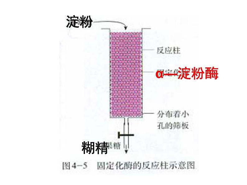 生物：第二部分《实验六 α-淀粉酶的固定化及淀粉水解作用的检测》课件11（浙科版选修1）第6页