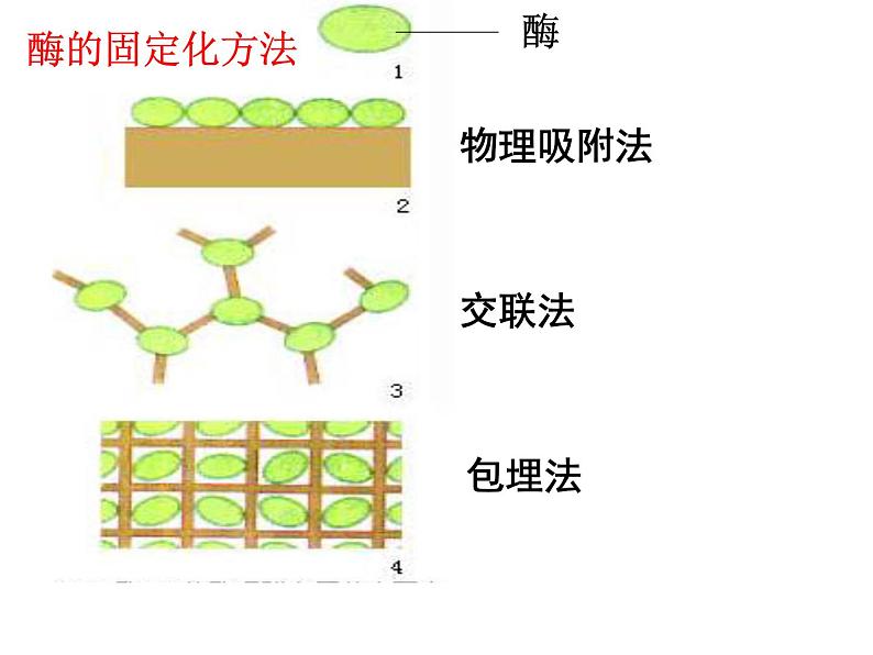 高中生物浙科版选修1：第二部分《实验六 α-淀粉酶的固定化及淀粉水解作用的检测》课件第6页