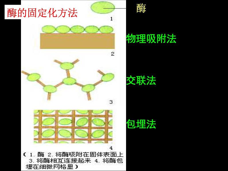 生物：第二部分《实验六 α-淀粉酶的固定化及淀粉水解作用的检测》课件7（浙科版选修1）05