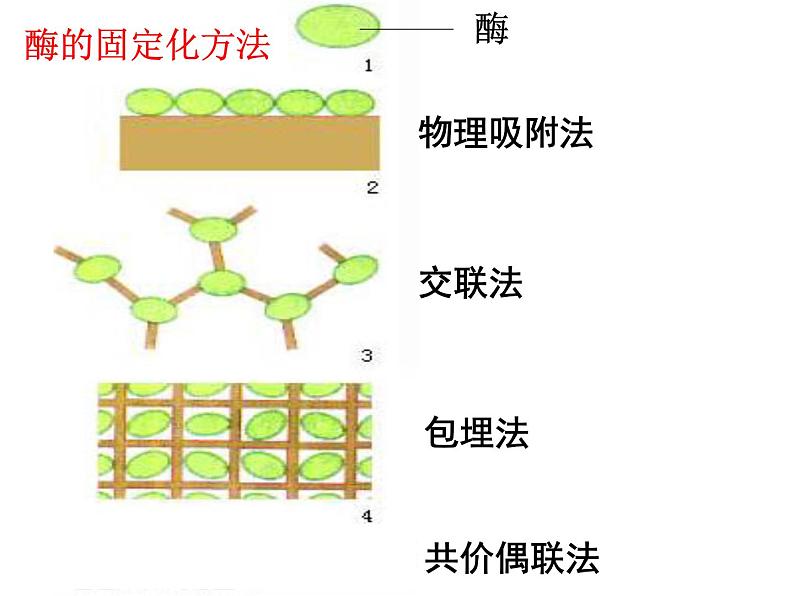 生物：第二部分《实验六 α-淀粉酶的固定化及淀粉水解作用的检测》课件8（浙科版选修1）05