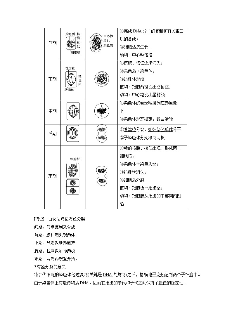 高中生物人教版（2019）必修第一册  第6章 第1节 第1课时　细胞的增殖教案03