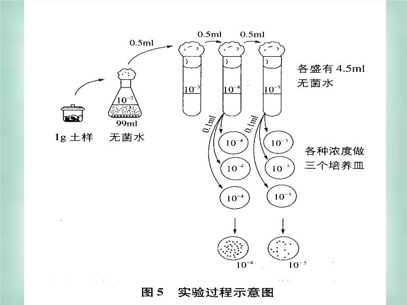 生物：第一部分《实验二 微生物的培养和利用》课件9（浙科版选修1）03