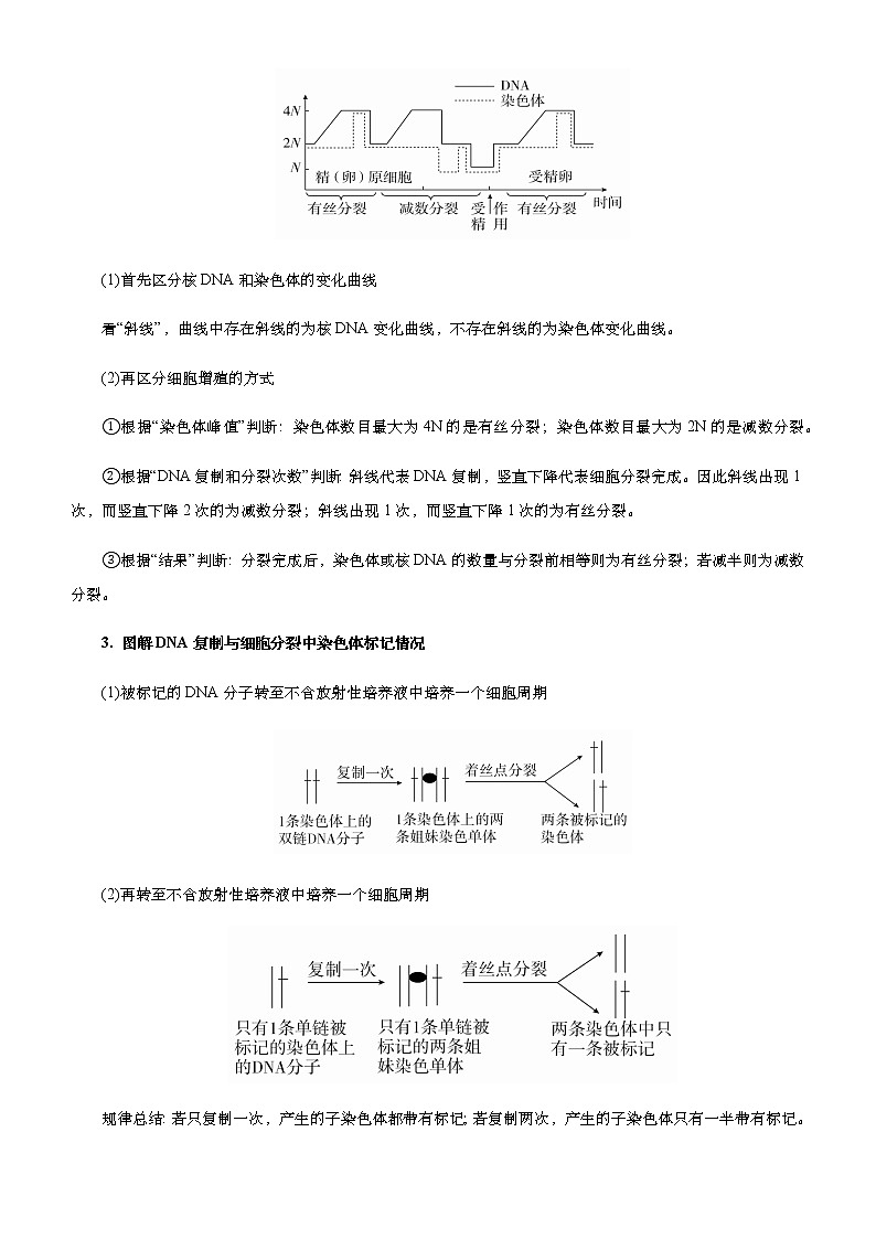 （新高考）2021届高考二轮复习专题四 细胞的生命历程（含减数分裂） 学生版第2页