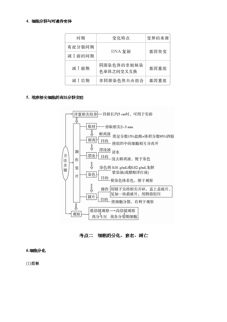 （新高考）2021届高考二轮复习专题四 细胞的生命历程（含减数分裂） 学生版第3页