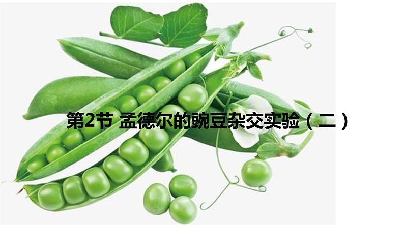 高中生物必修二遗传与进化第一章第二节孟德尔的豌豆杂交实验（二）课件，精品课示范课第2页