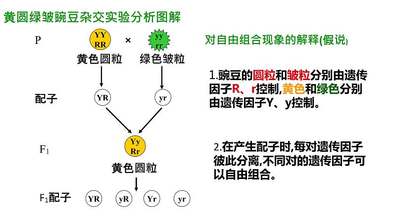 高中生物必修二遗传与进化第一章第二节孟德尔的豌豆杂交实验（二）课件，精品课示范课第5页