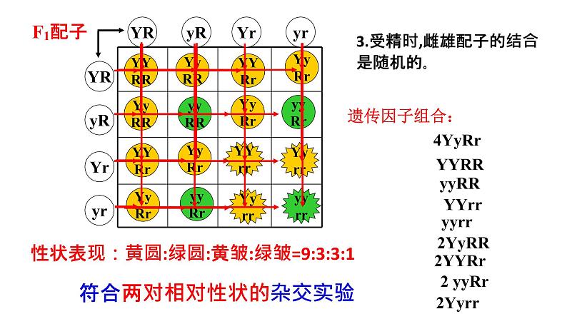 高中生物必修二遗传与进化第一章第二节孟德尔的豌豆杂交实验（二）课件，精品课示范课第6页