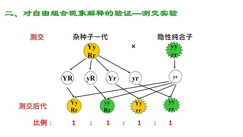 高中生物必修二遗传与进化第一章第二节孟德尔的豌豆杂交实验（二）课件，精品课示范课第8页