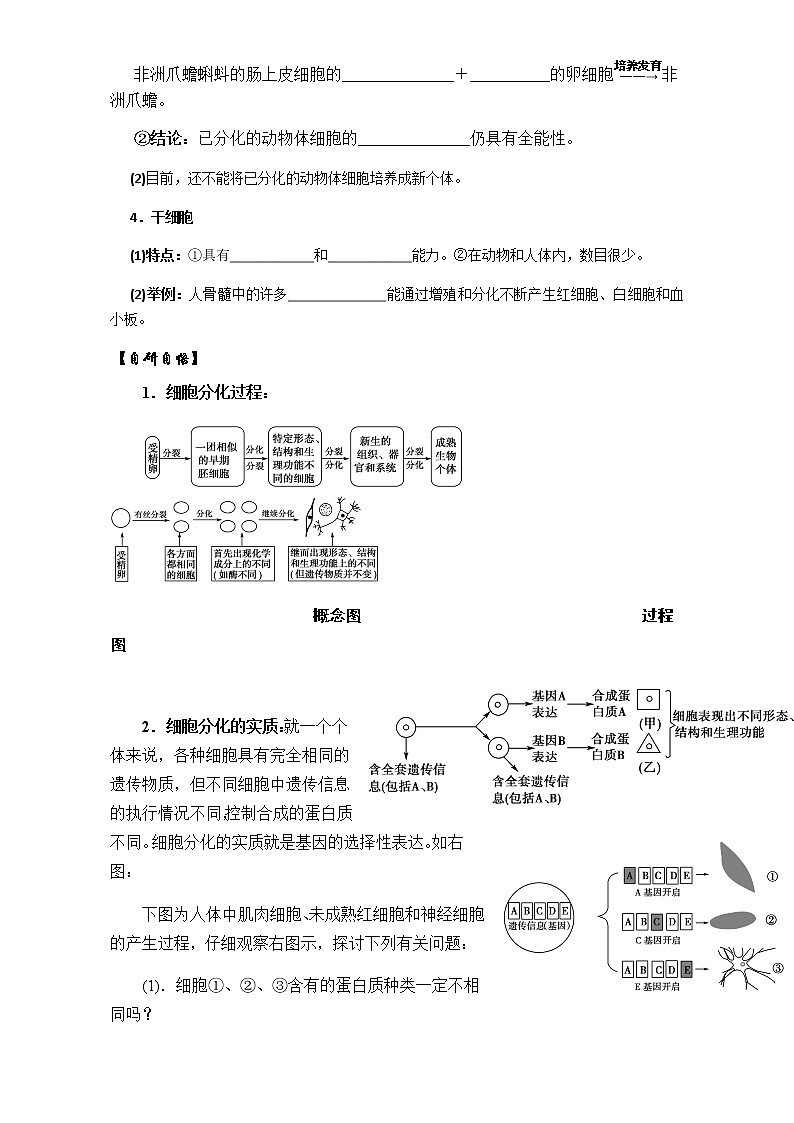 人教版高中生物必修1学案：6.2细胞的分化 Word版含答案02