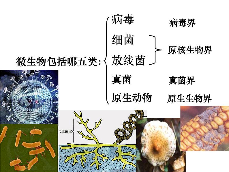 生物：2.1《微生物的实验室培养》课件（3）（新人教版选修1）02