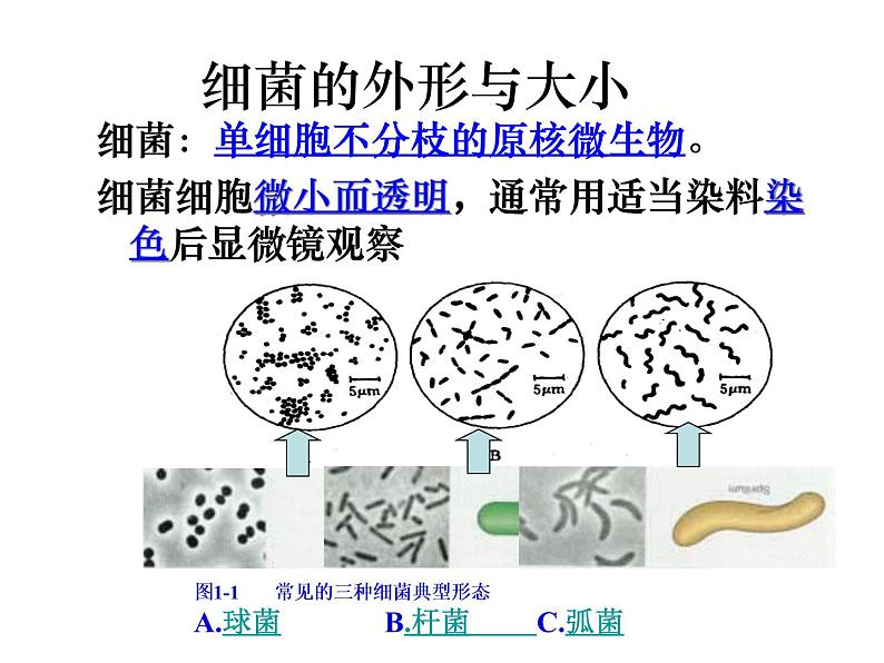 生物：2.1《微生物的实验室培养》课件（1）（新人教版选修1）03