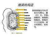 生物：2.1《微生物的实验室培养》课件（1）（新人教版选修1）