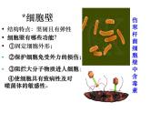 生物：2.1《微生物的实验室培养》课件（1）（新人教版选修1）