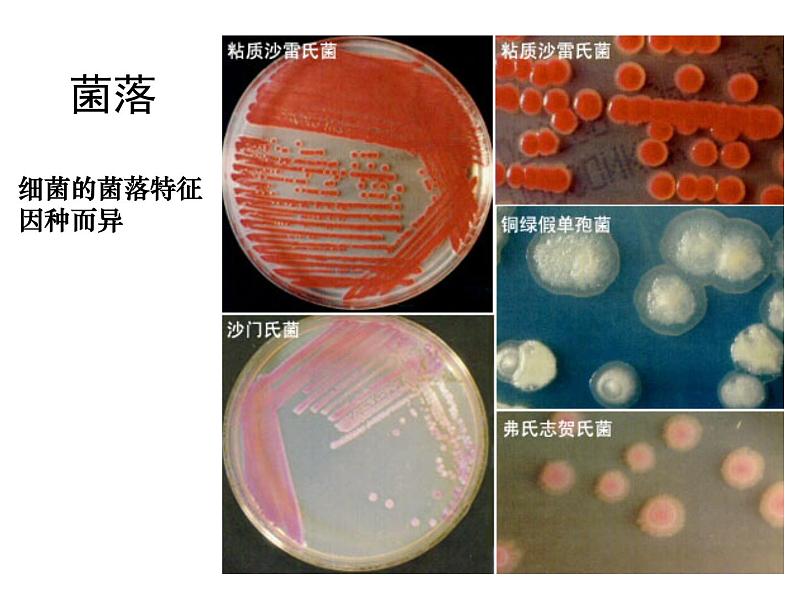 生物：2.1《微生物的实验室培养》课件（1）（新人教版选修1）08