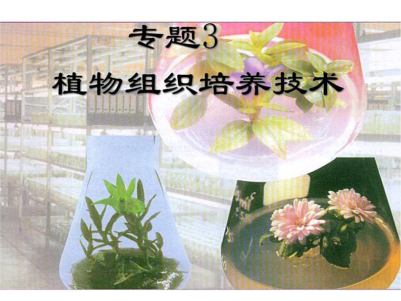 生物：3.1《菊花的组织培养》课件（1）（新人教版选修1）01