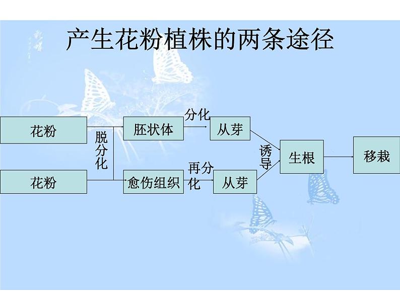 生物：3.2《月季的花药培养》课件（新人教版选修1 ）04