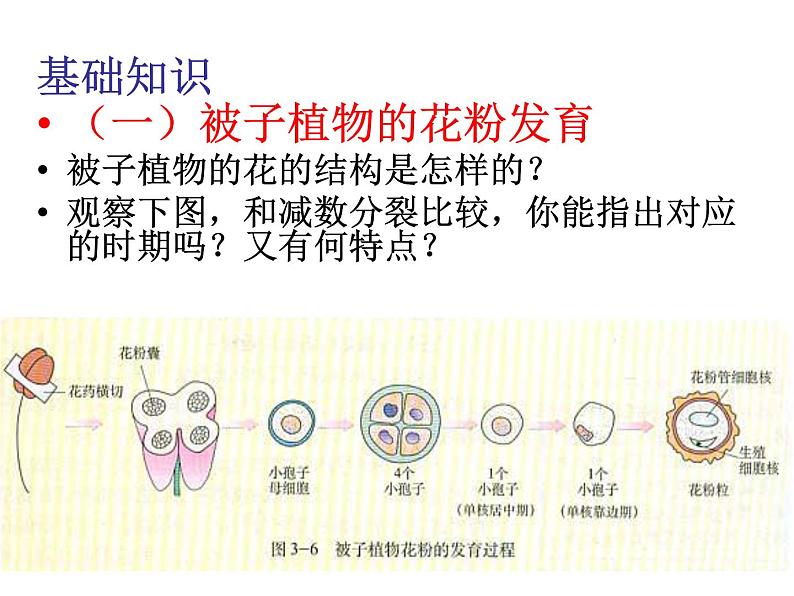 生物：3.2《月季的花药培养》课件（新人教版选修1）03