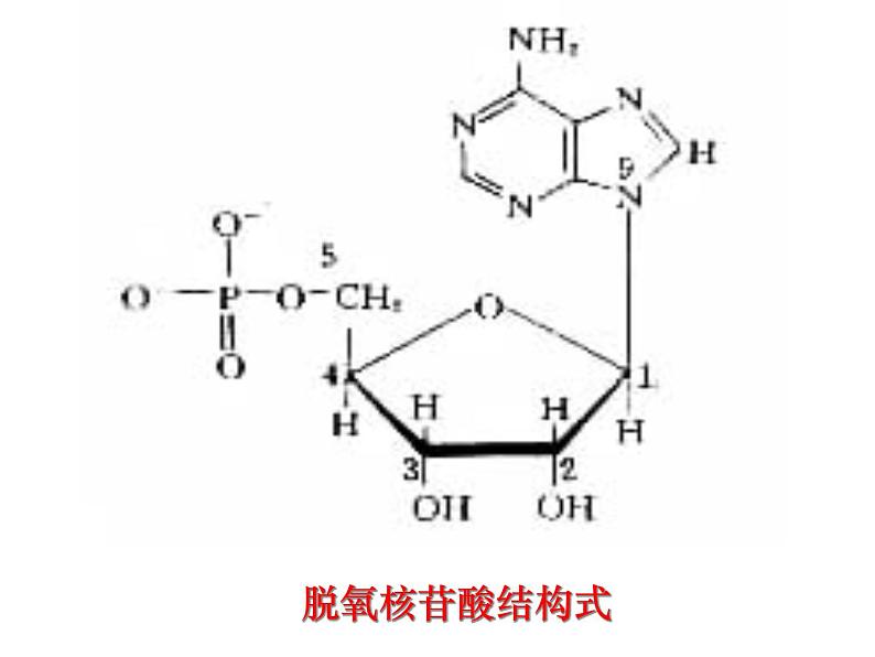 生物：5.2《多聚酶链式反应扩增DNA片段》课件（新人教版选修1）05