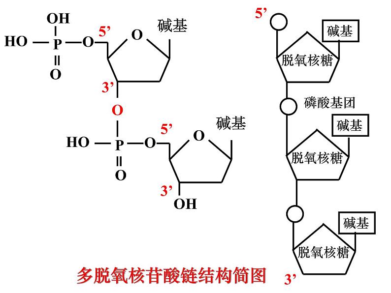 生物：5.2《多聚酶链式反应扩增DNA片段》课件（新人教版选修1）06