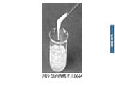 高中生物选修1课件：5.1DNA的粗提取与鉴定（共43张PPT）