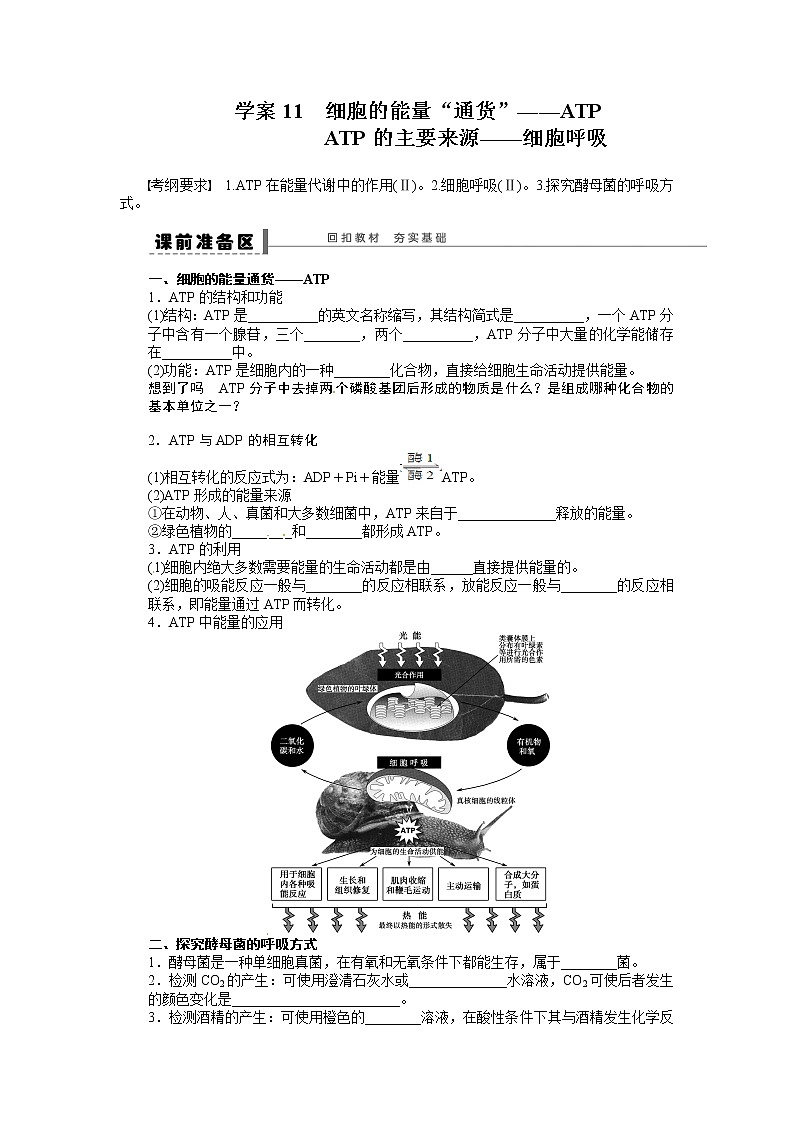 高考生物大一轮复习学案+作业第三单元 学案11 细胞的能量01