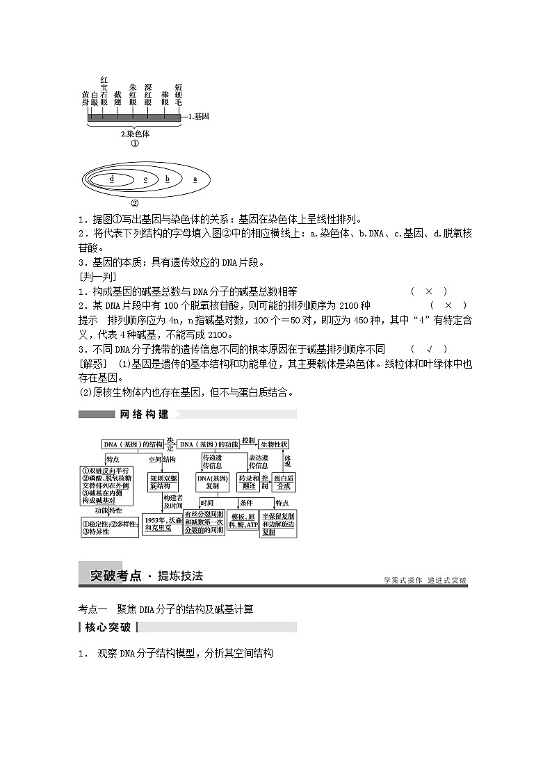 高三生物（人教版通用）一轮复习教案--- 第19讲 DNA分子的结构、复制及基因是有遗传效应的DNA片段02