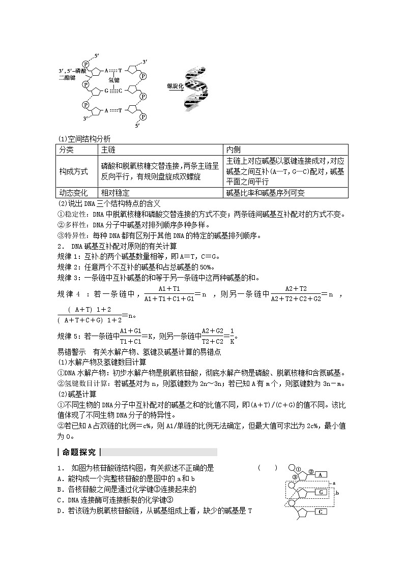 高三生物（人教版通用）一轮复习教案--- 第19讲 DNA分子的结构、复制及基因是有遗传效应的DNA片段03