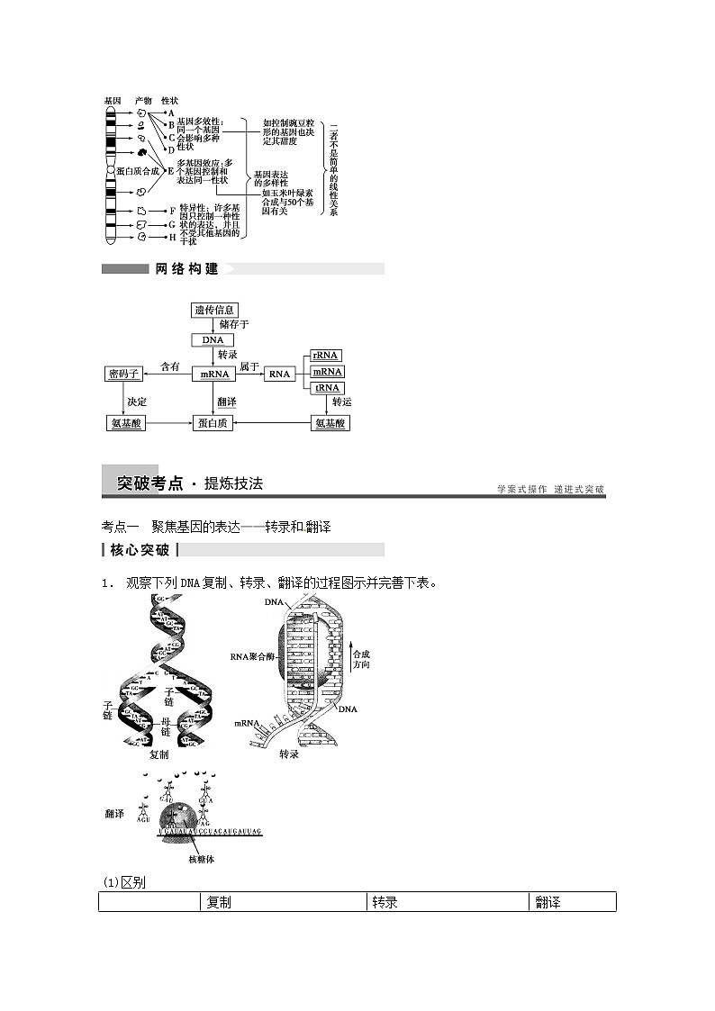 高三生物（人教版通用）一轮复习教案--- 第20讲 基因的表达03