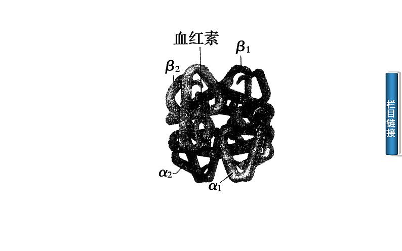 高中生物选修1课件：5.3血红蛋白的提取和分离（共30张PPT）03