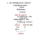 第一讲　细胞分裂和受精作用 课件