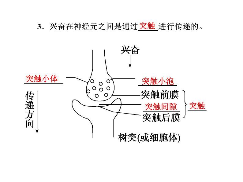 第一讲　人和动物生命活动的调节 课件03