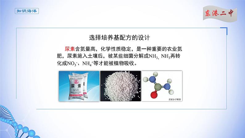 课件 1.2.3微生物的选择培养（新教材同步课件）第6页