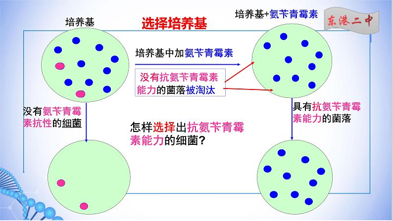 课件 1.2.1微生物的基本培养技术（一）07