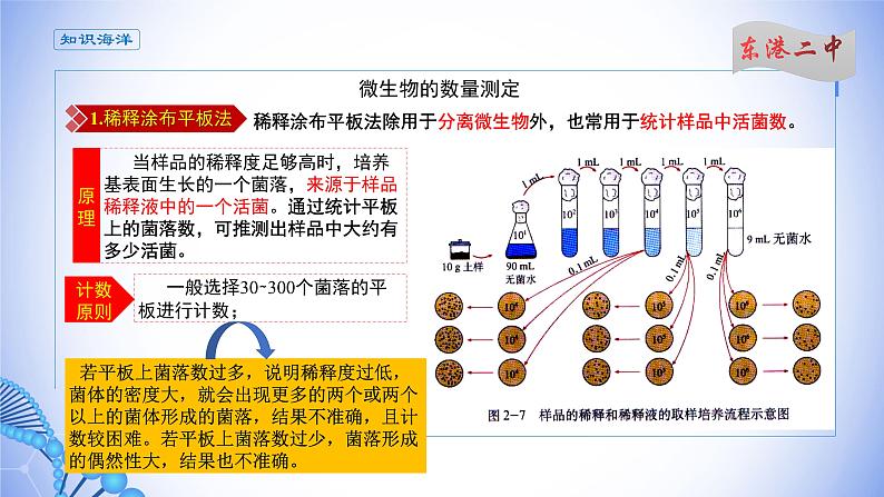 课件 1.2.4微生物的数量测定03