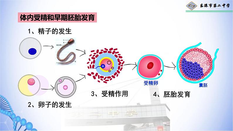 2.3.1体内受精和早期胚胎发育-第8页