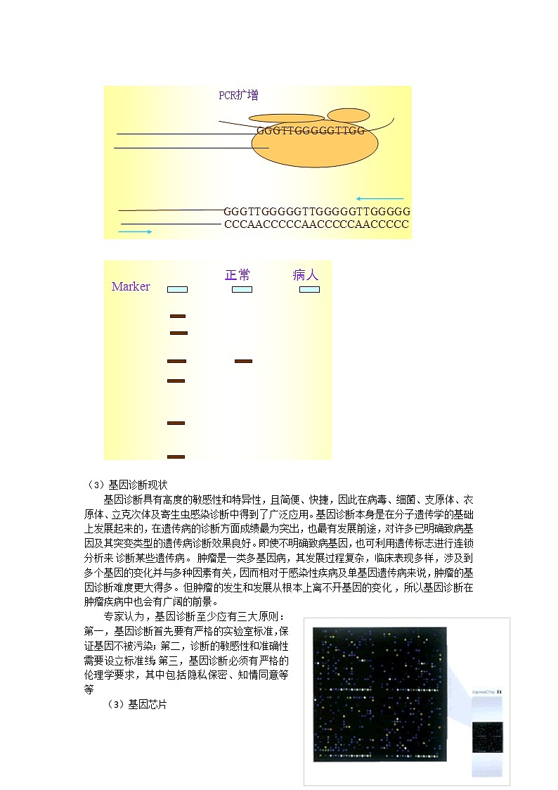 新人教版生物：1.2《基因诊断与基因治疗》教案02