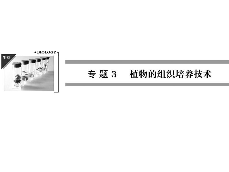 高效课堂同步课件：3-1菊花的组织培养（选修1）第1页