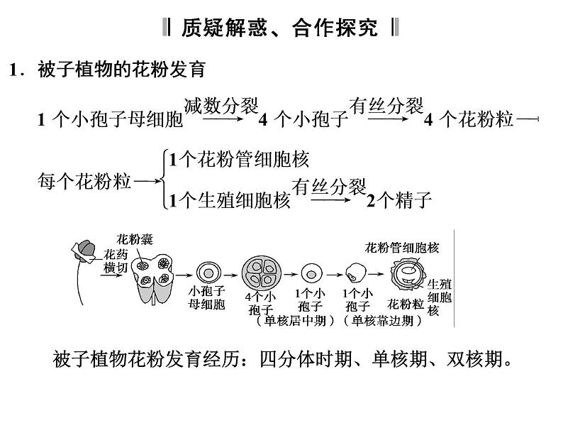 高效课堂同步课件：3-2月季的花药培养（选修1）07