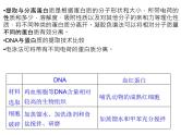 高效课堂同步课件：5专题整合《DNA的蛋白质技术》（选修1）