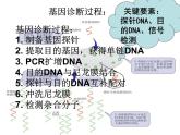 生物：1.2《基因诊断与基因治疗》课件（1）（新人教版选修2）